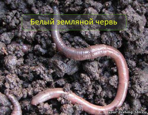 Белый червь