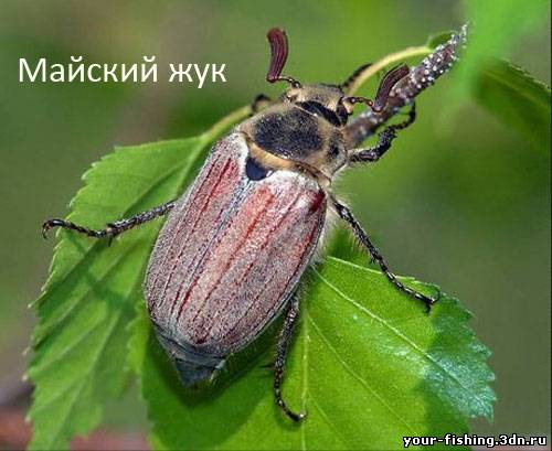 Майский жук(хрущ)