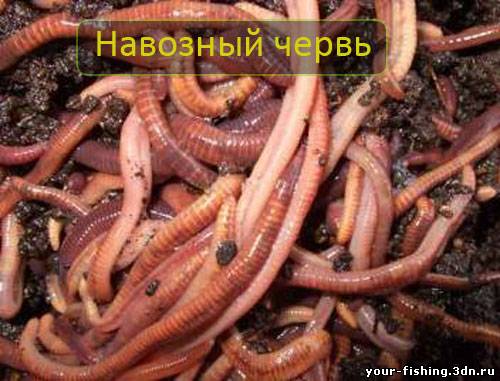 Навозный червь