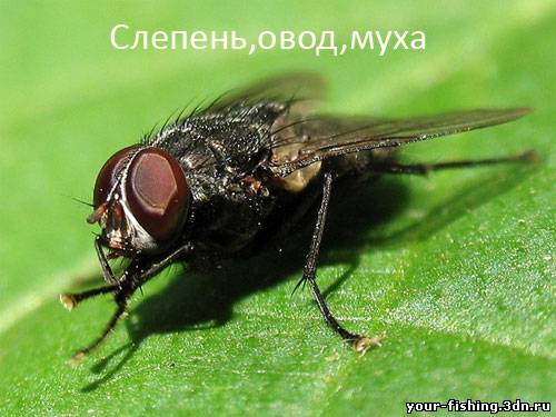 Муха,Слепень,Овод