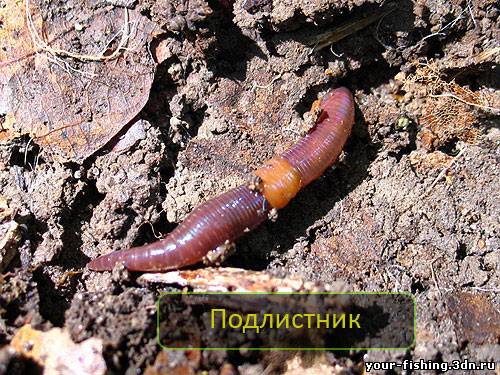 Червь Подлистник