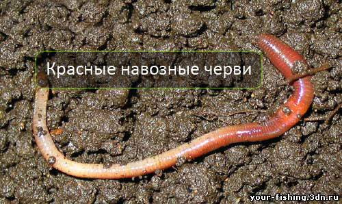 Красные навозные черви