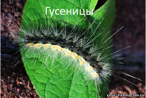 Гусеница