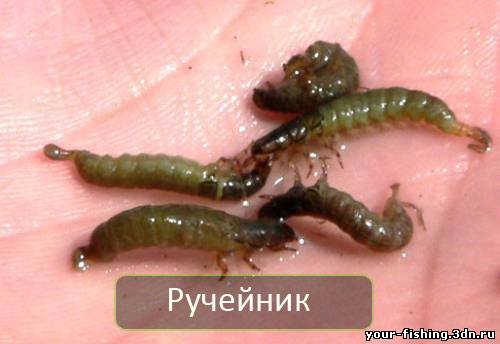 Ручейник(шитик)