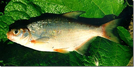 Белоглазка