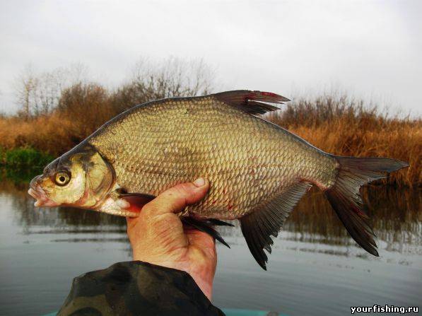 Фидерная ловля р.Сейм