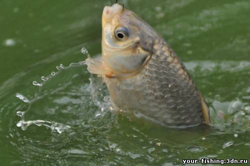 Ловля карася на фидер