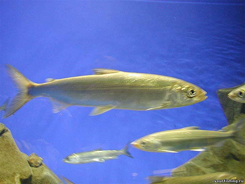 Омуль Байкальский