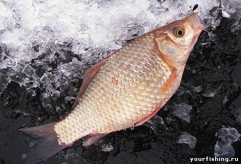 Зимняя ловля карася и карпа