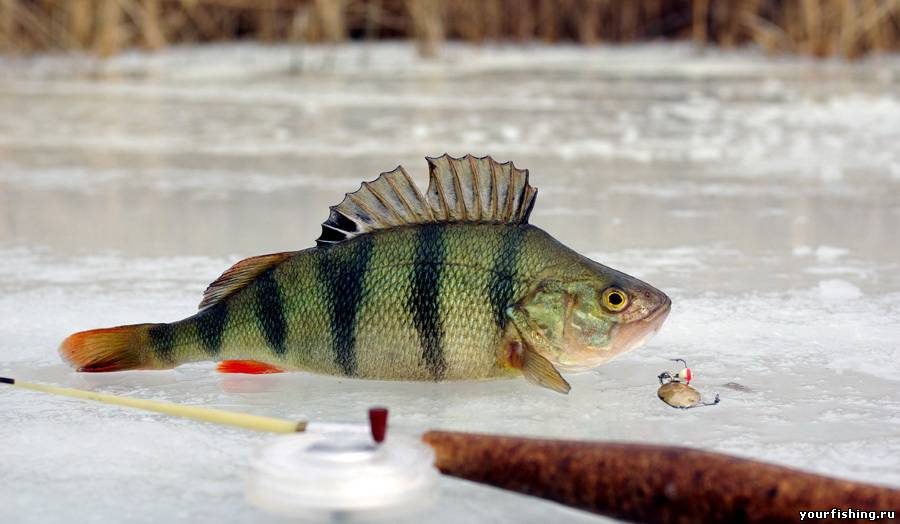 Зимняя ловля окуня на мормышку