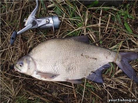 Диалоги о рыбалке.Ловля на фидер подлещика,леща.Москва река.