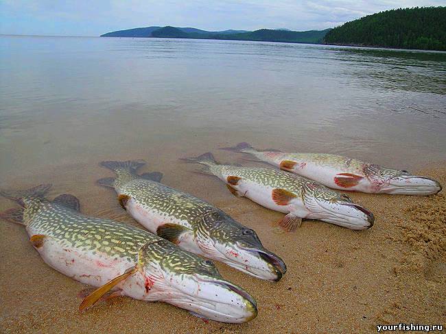 Весенняя ловля щуки и судака спиннингом