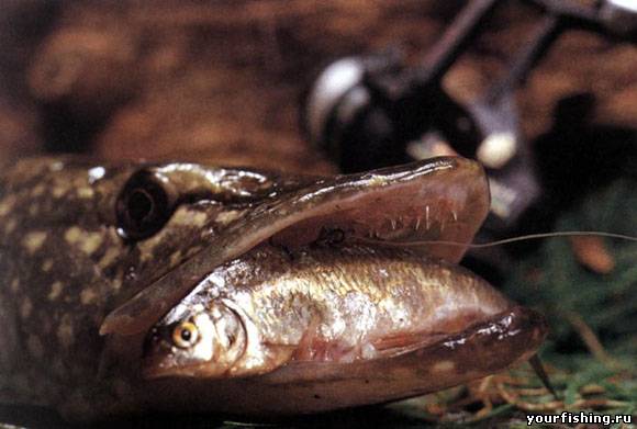 Способы и тактика ловли на живца.