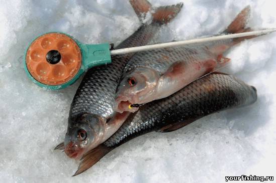 Зимняя поплавочная ловля