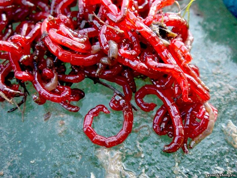 Универсальная приманка-мотыль