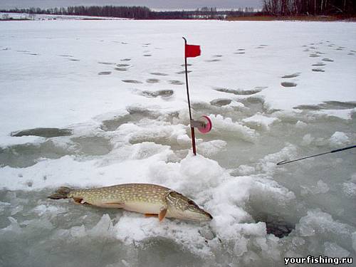 Все о зимней жерлице